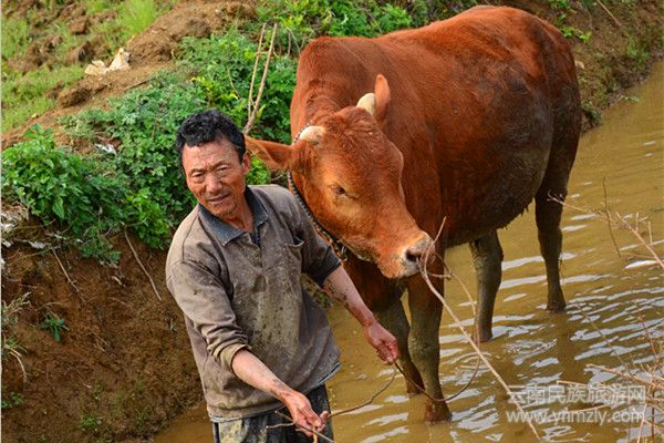 老水牛和它的主人