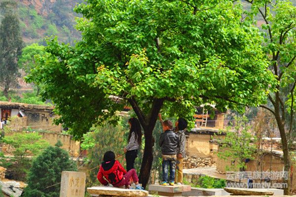 在樹下快樂玩耍的孩童