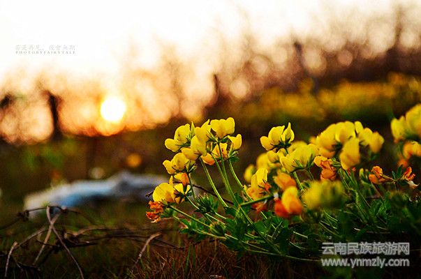 田野間盛開的野花