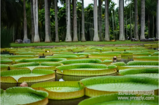 王蓮 （圖片來源：西雙版納熱帶植物園）