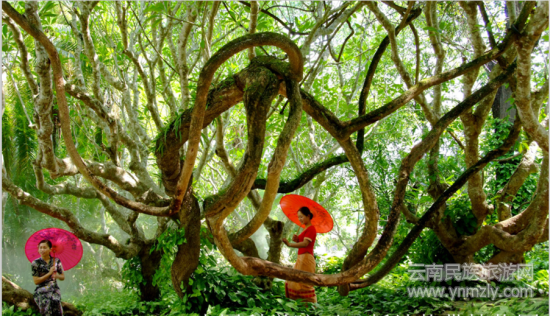 多樣的植物（圖片來源：西雙版納熱帶植物園）