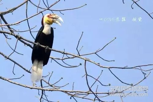 盈江游玩最強(qiáng)攻略 你得這樣玩 盈江游玩最強(qiáng)攻略 你得這樣玩