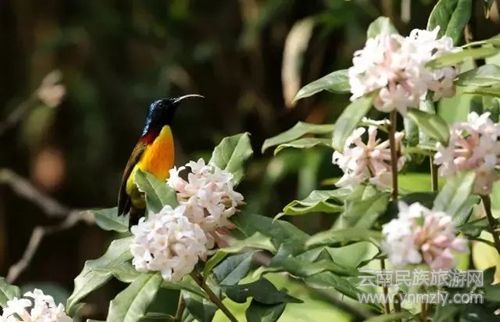 盈江游玩最強(qiáng)攻略 你得這樣玩 盈江游玩最強(qiáng)攻略 你得這樣玩