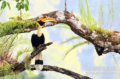 盈江游玩最強(qiáng)攻略 你得這樣玩 盈江游玩最強(qiáng)攻略 你得這樣玩