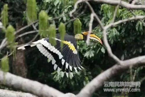 盈江游玩最強(qiáng)攻略 你得這樣玩 盈江游玩最強(qiáng)攻略 你得這樣玩