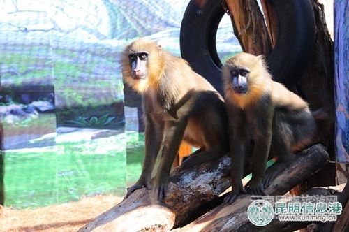 云南野生動物園引進(jìn)世界上最漂亮的猴子山魈 邀游客為其取名